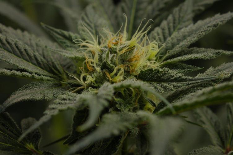 Pink Banana Runtz Dutch Passion. Week 12 - Day 35