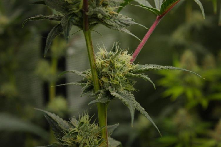 Pink Banana Runtz Dutch Passion. Week 12 - Day 35