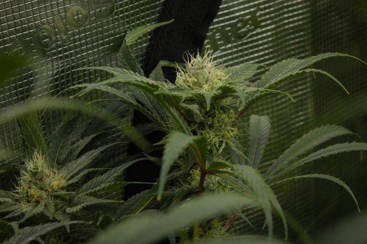Pink Banana Runtz Dutch Passion. Week 12 - Day 35