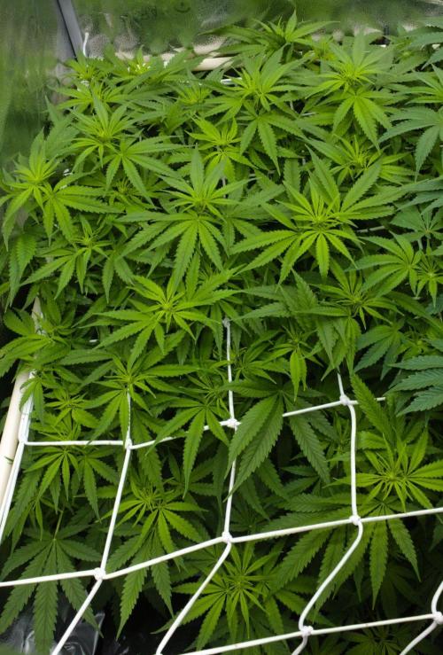 Wedding Crasher Chronic&Caviar. Week 8 - Day 7