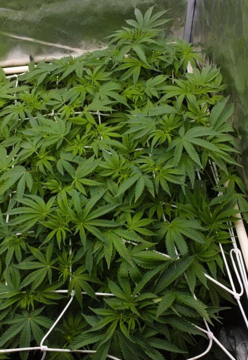 Sour Sherb Sensi Seeds. Week 8 - Day 7