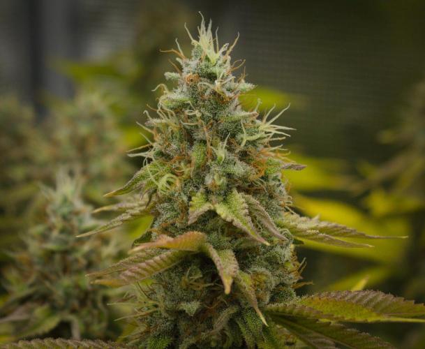 Lemon Z Dutch Passion. Week 13 - Day 42