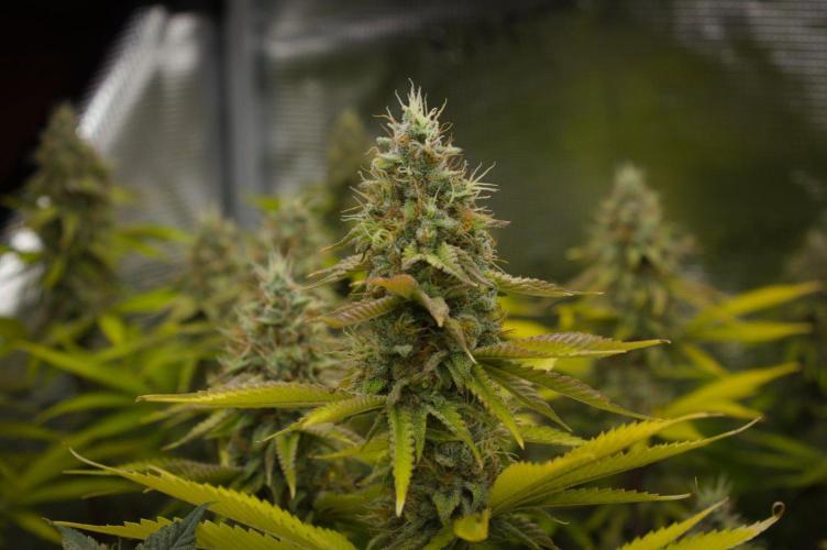 Lemon Z Dutch Passion. Week 13 - Day 42