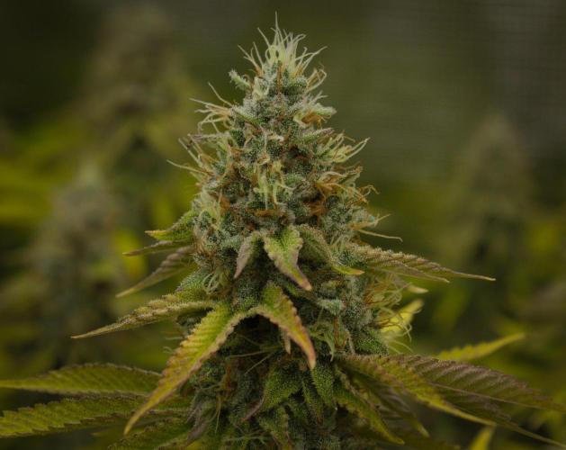 Lemon Z Dutch Passion. Week 13 - Day 42