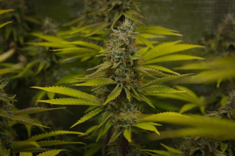 Lemon Z Dutch Passion. Week 13 - Day 42