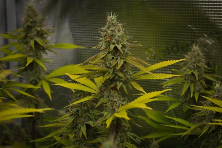 Lemon Z Dutch Passion. Week 13 - Day 42
