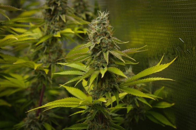 Lemon Z Dutch Passion. Week 13 - Day 42