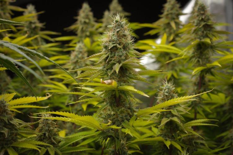 Lemon Z Dutch Passion. Week 13 - Day 42