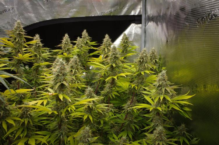 Lemon Z Dutch Passion. Week 13 - Day 42
