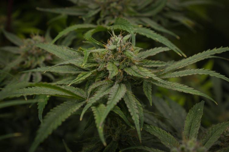 Forbidden Orange HappyPlant420. Week 13 - Day 42