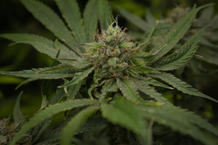 Forbidden Orange HappyPlant420. Week 13 - Day 42