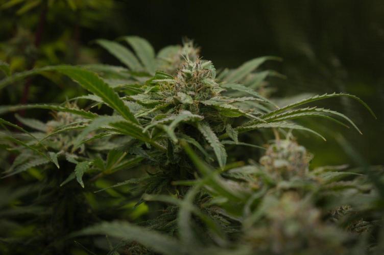 Forbidden Orange HappyPlant420. Week 13 - Day 42