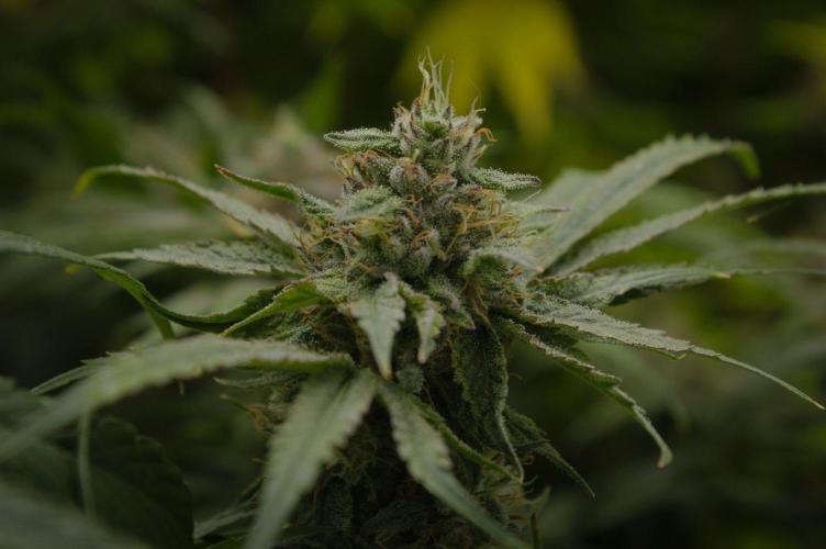 Forbidden Orange HappyPlant420. Week 13 - Day 42