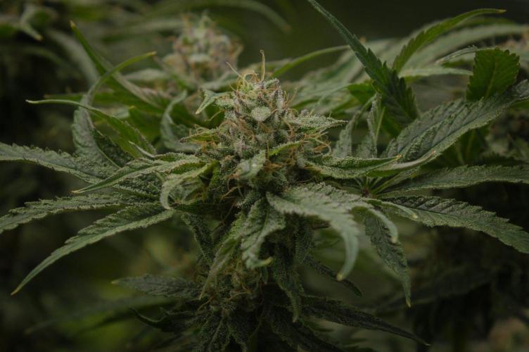 Forbidden Orange HappyPlant420. Week 13 - Day 42