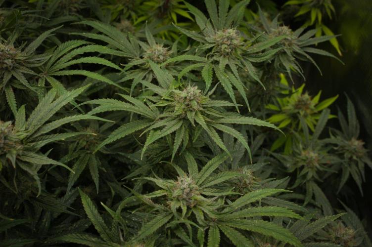 Forbidden Orange HappyPlant420. Week 13 - Day 42