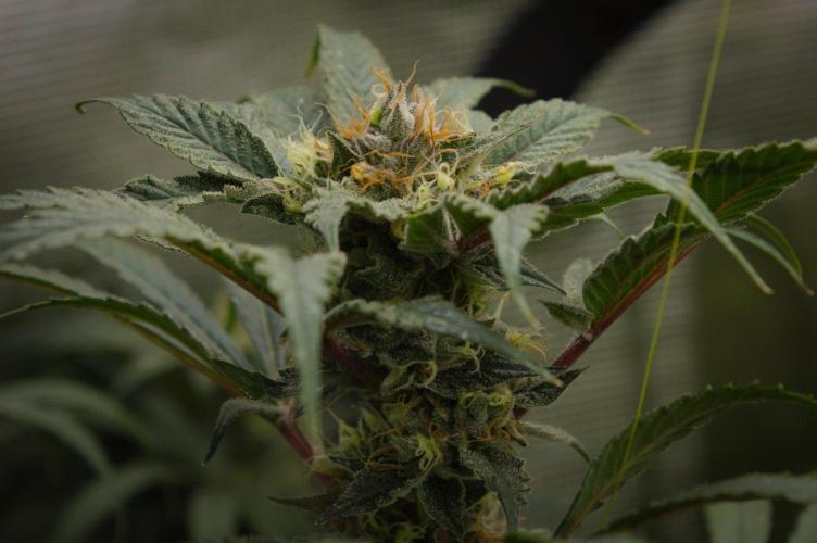 Pink Banana Runtz Dutch Passion. Week 13 - Day 42