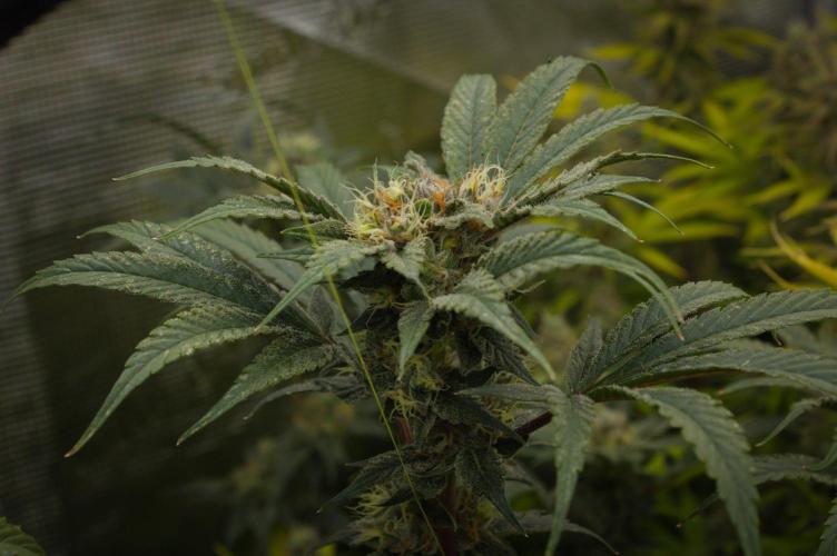 Pink Banana Runtz Dutch Passion. Week 13 - Day 42