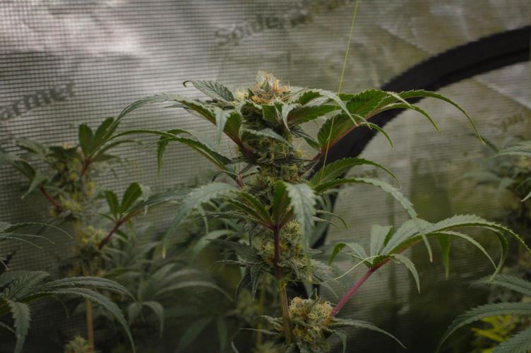 Pink Banana Runtz Dutch Passion. Week 13 - Day 42