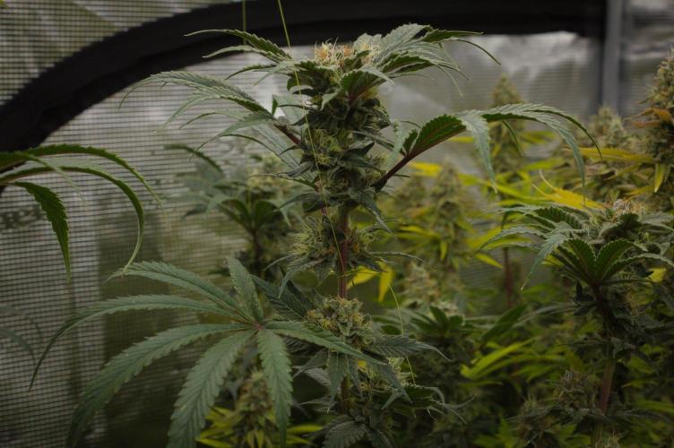 Pink Banana Runtz Dutch Passion. Week 13 - Day 42