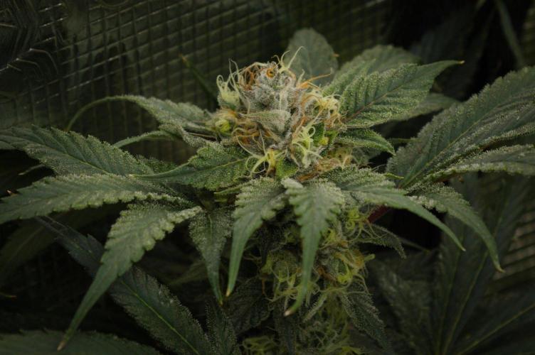 Pink Banana Runtz Dutch Passion. Week 13 - Day 42