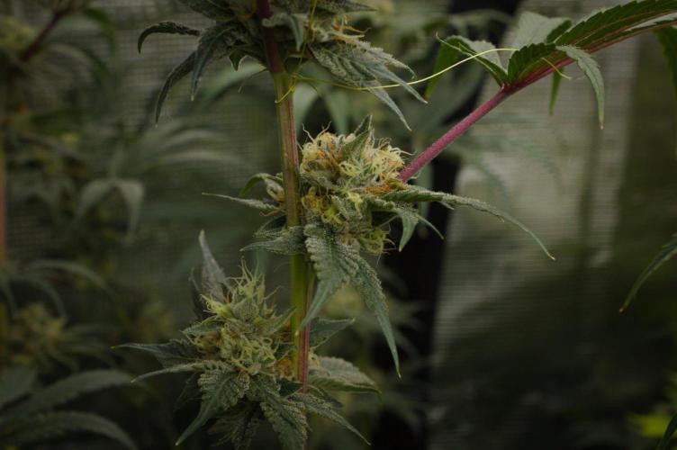 Pink Banana Runtz Dutch Passion. Week 13 - Day 42