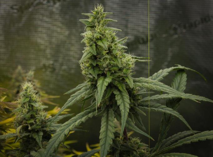 Orangu Tangie Monkey Genetics. Week 13 - Day 42
