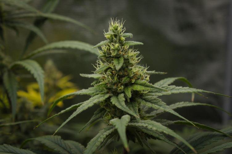 Orangu Tangie Monkey Genetics. Week 13 - Day 42