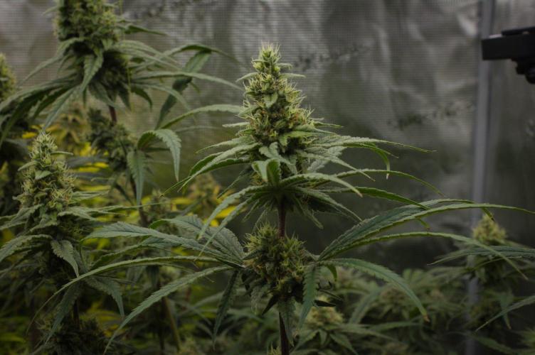 Orangu Tangie Monkey Genetics. Week 13 - Day 42