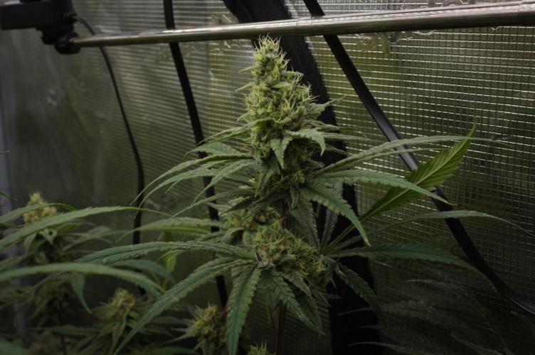 Orangu Tangie Monkey Genetics. Week 13 - Day 42