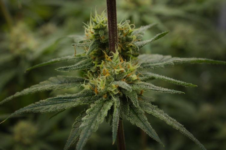 Orangu Tangie Monkey Genetics. Week 13 - Day 42