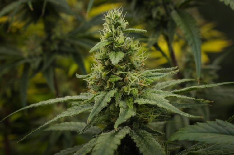 Orangu Tangie Monkey Genetics. Week 13 - Day 42