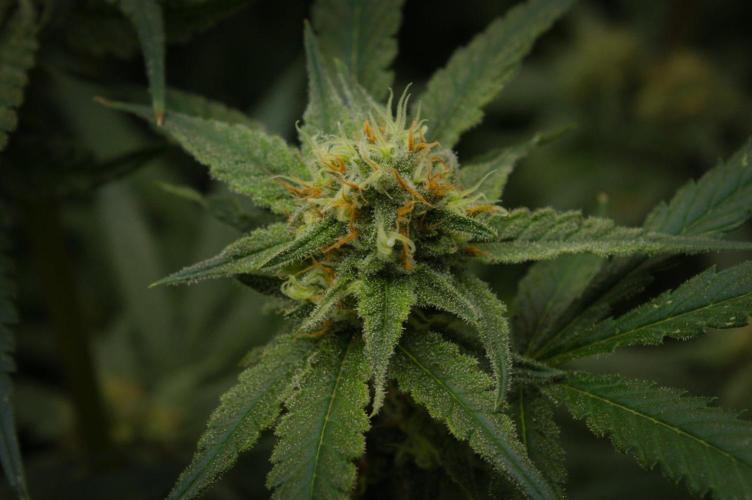 Orangu Tangie Monkey Genetics. Week 13 - Day 42