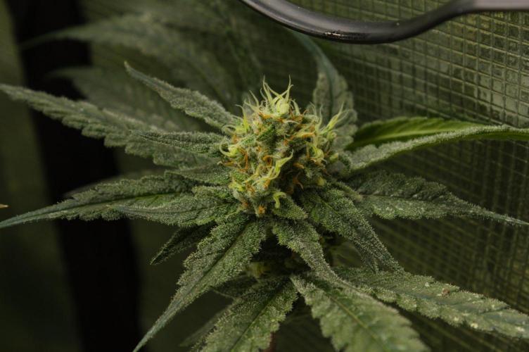 Orangu Tangie Monkey Genetics. Week 13 - Day 42