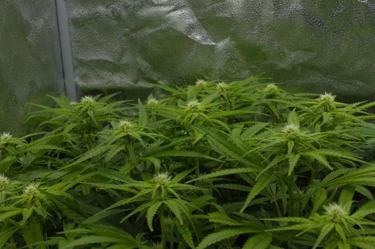 Wedding Crasher Chronic&Caviar. Week 9 - Day 14