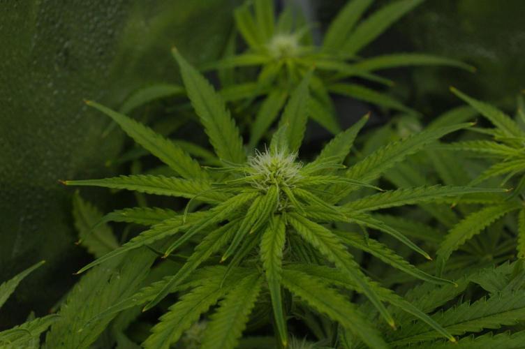 Wedding Crasher Chronic&Caviar. Week 9 - Day 14