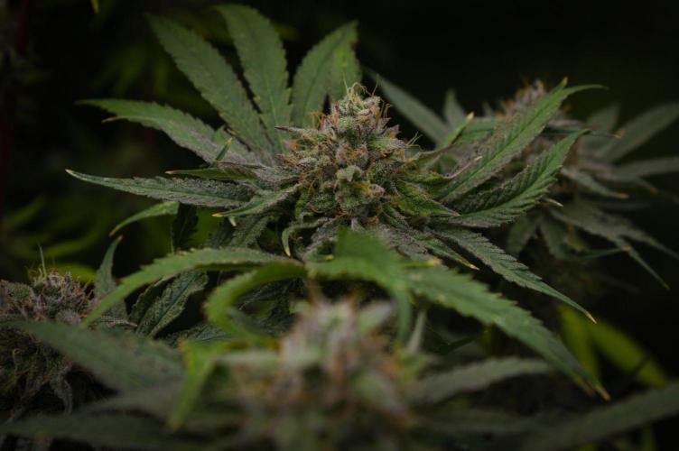 Forbidden Orange HappyPlant420. Week 14 - Day 49