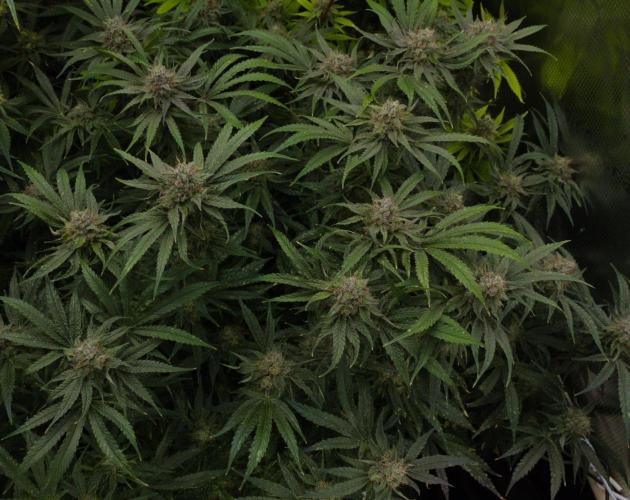 Forbidden Orange HappyPlant420. Week 14 - Day 49
