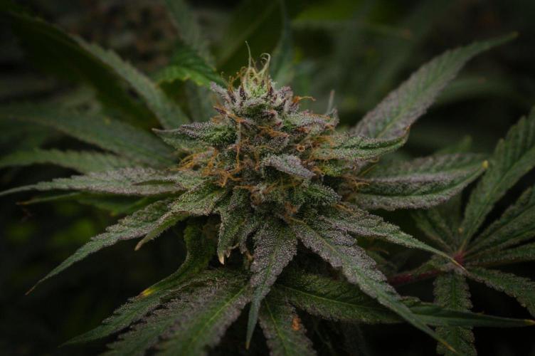 Forbidden Orange HappyPlant420. Week 14 - Day 49