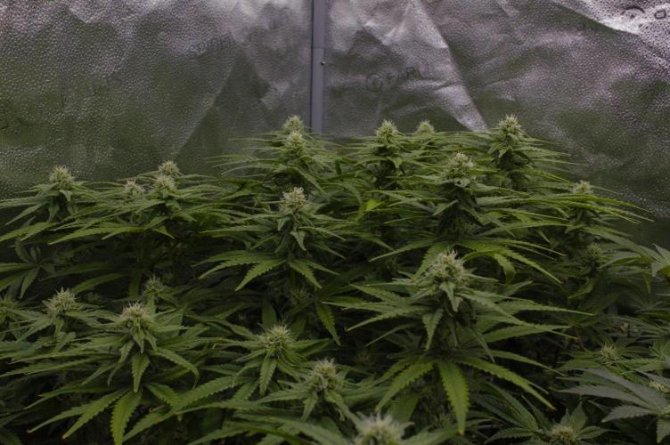 Wedding Crasher Chronic&Caviar. Week 10 - Day 21
