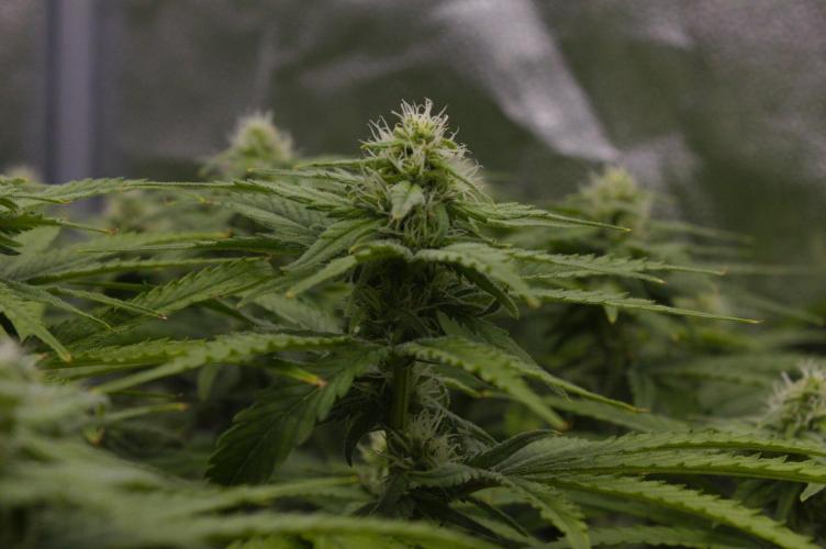 Wedding Crasher Chronic&Caviar. Week 10 - Day 21