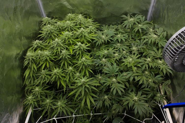 Sour Sherb Sensi Seeds. Week 11 - Sherb Right Side