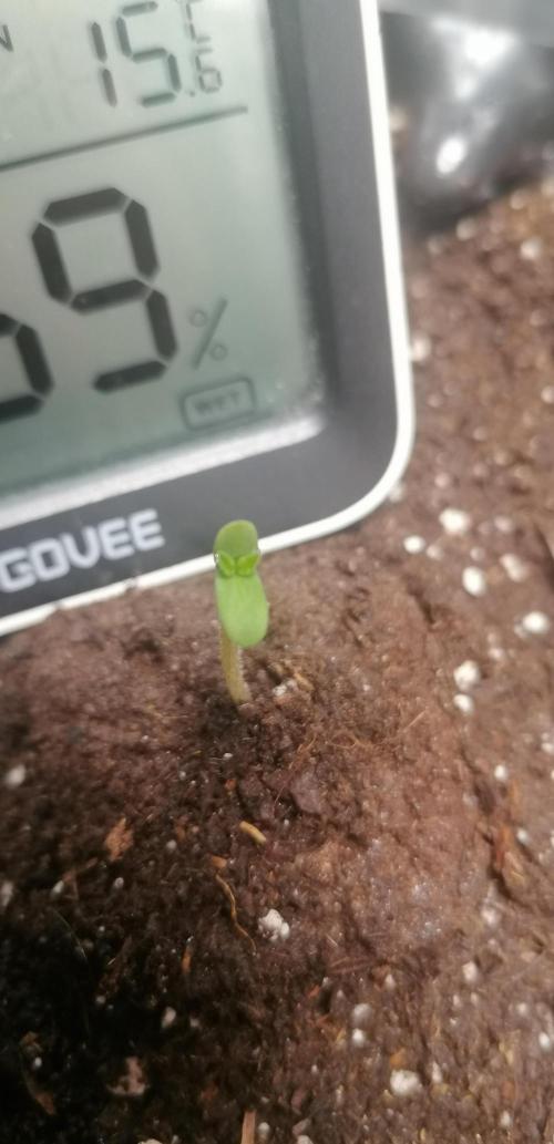 Winter warmer ScrOG. Week 0