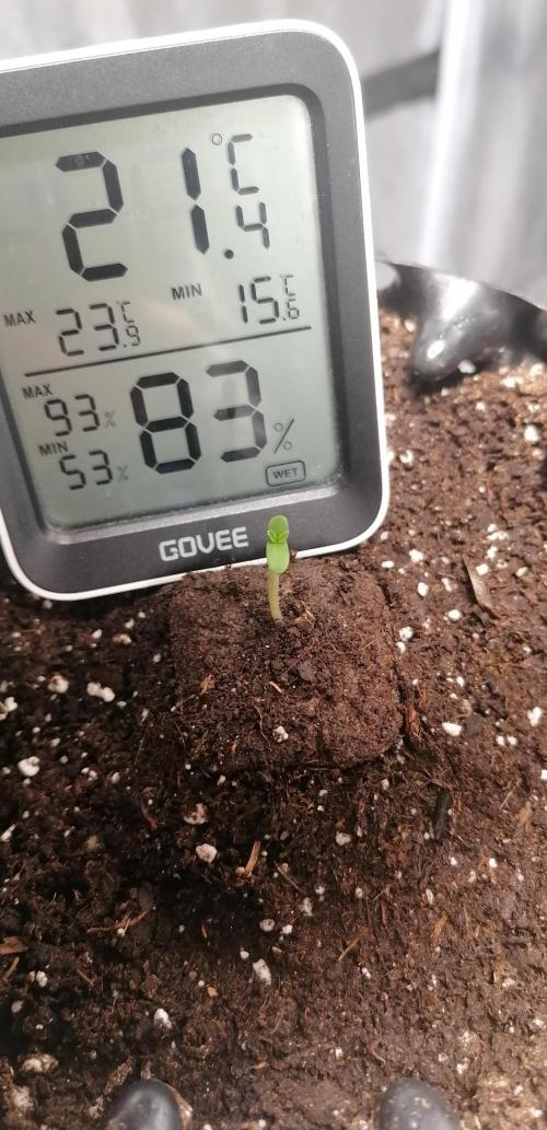 Winter warmer ScrOG. Week 0