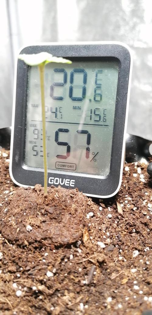 Winter warmer ScrOG. Week 0 - 27.01.2026 stem 6cm