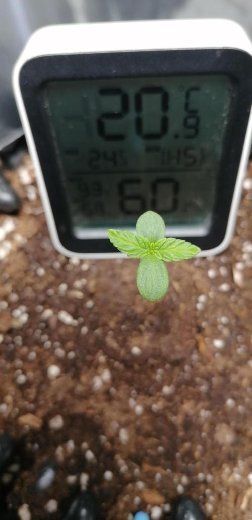 Winter warmer ScrOG. Week 0 - 27.01.2026 