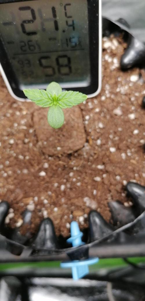 Winter warmer ScrOG. Week 0 - 28.01.2026