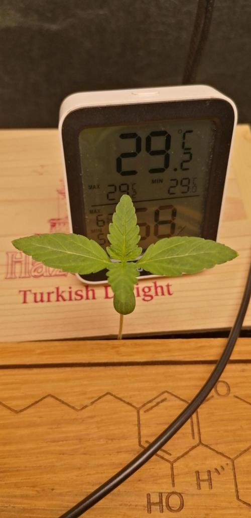 Winter warmer ScrOG. Week 0 - 02.02.2026