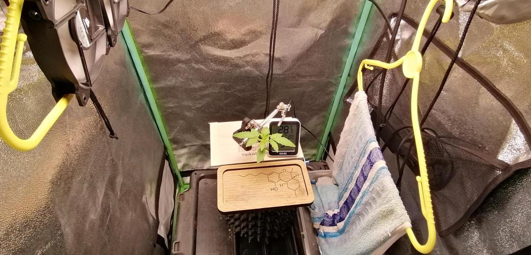 Winter warmer ScrOG. Week 1 - 06.02.2026 air movement by corsair