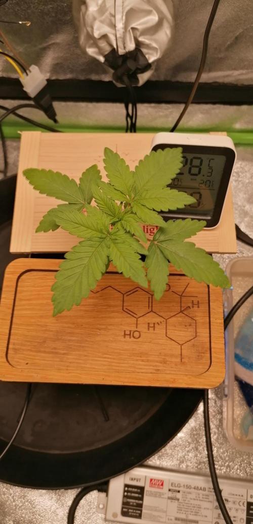 Winter warmer ScrOG. Week 1 - 08.02.2026