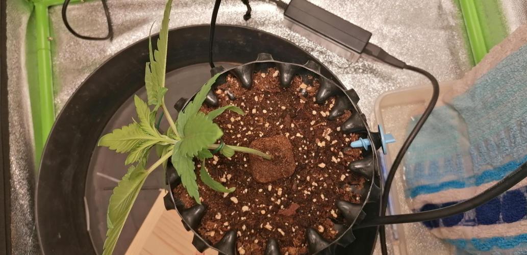 Winter warmer ScrOG. Week 1 - 09.02.2026